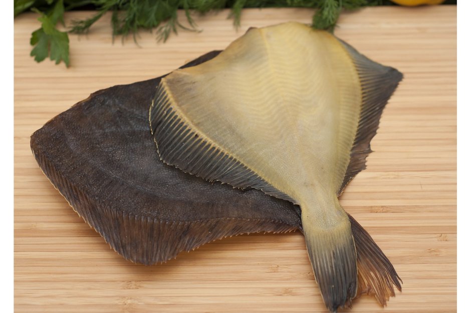 Lepidorhombus whiffiagonis