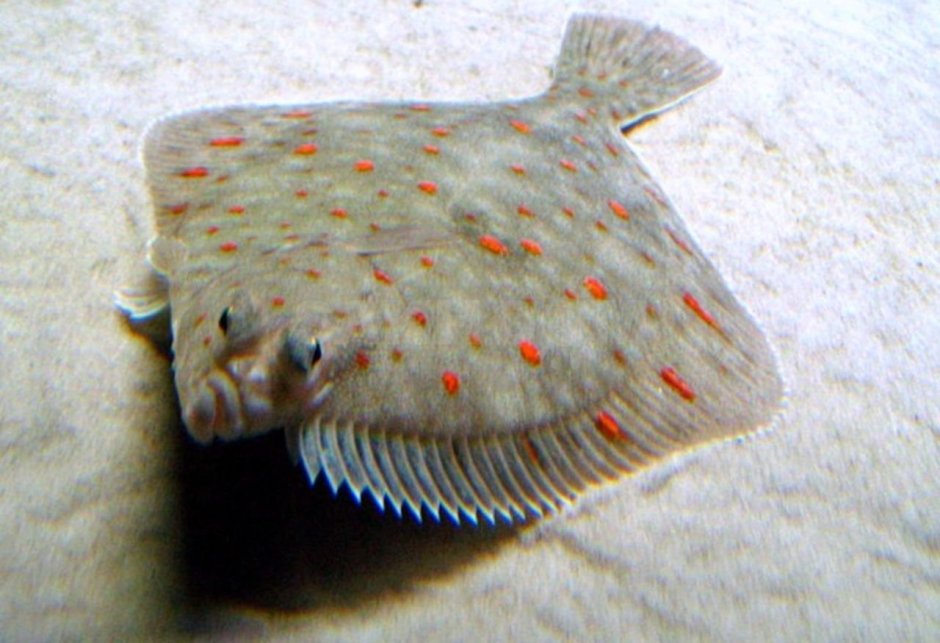 Северная двухлинейная камбала Lepidopsetta polyxystra