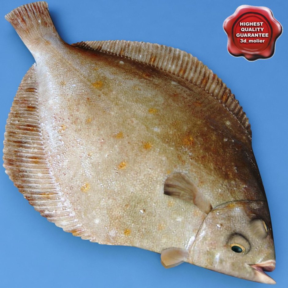 Морская камбала