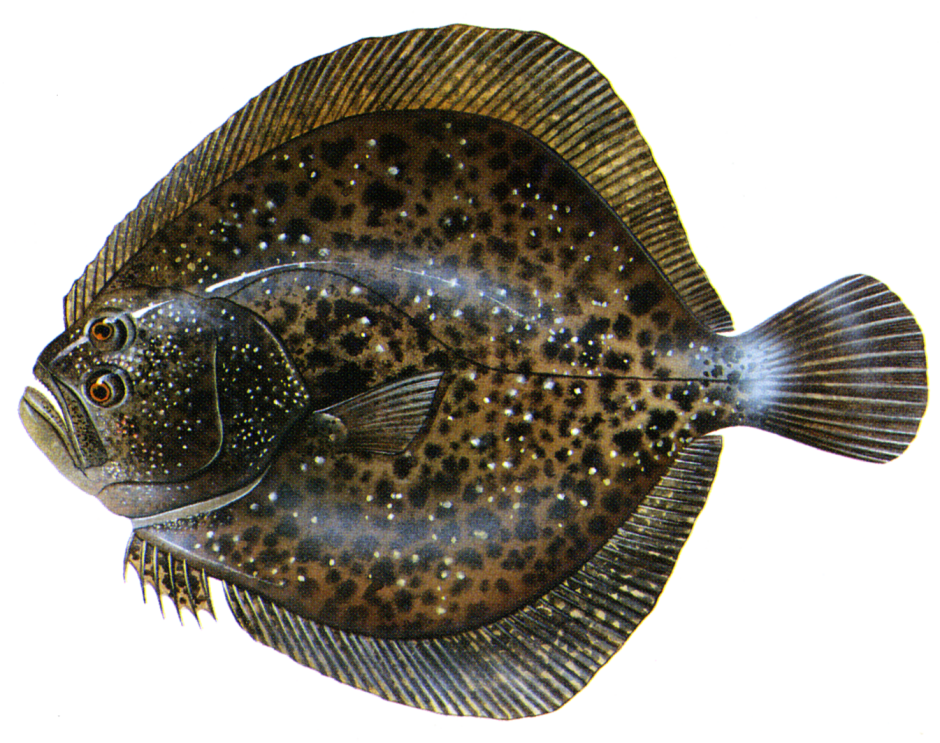 Flounder рыба камбала