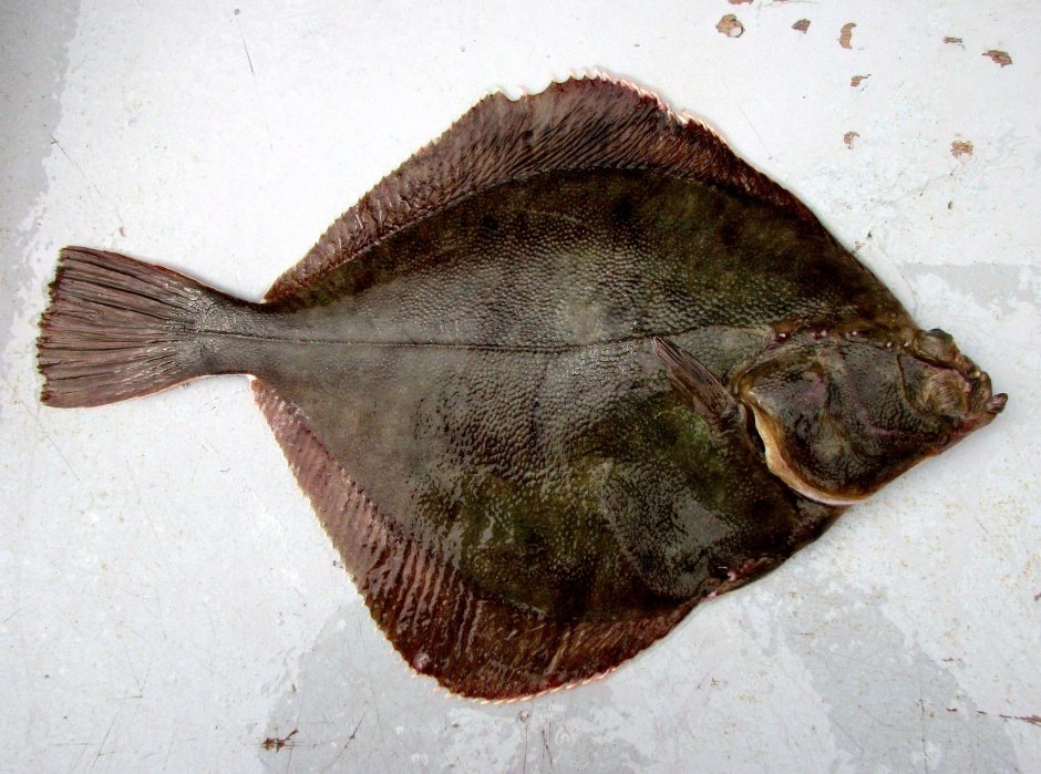 Полярная камбала Liopsetta glacialis