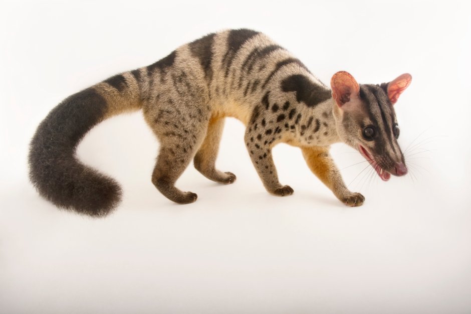 Chrotogale owstoni