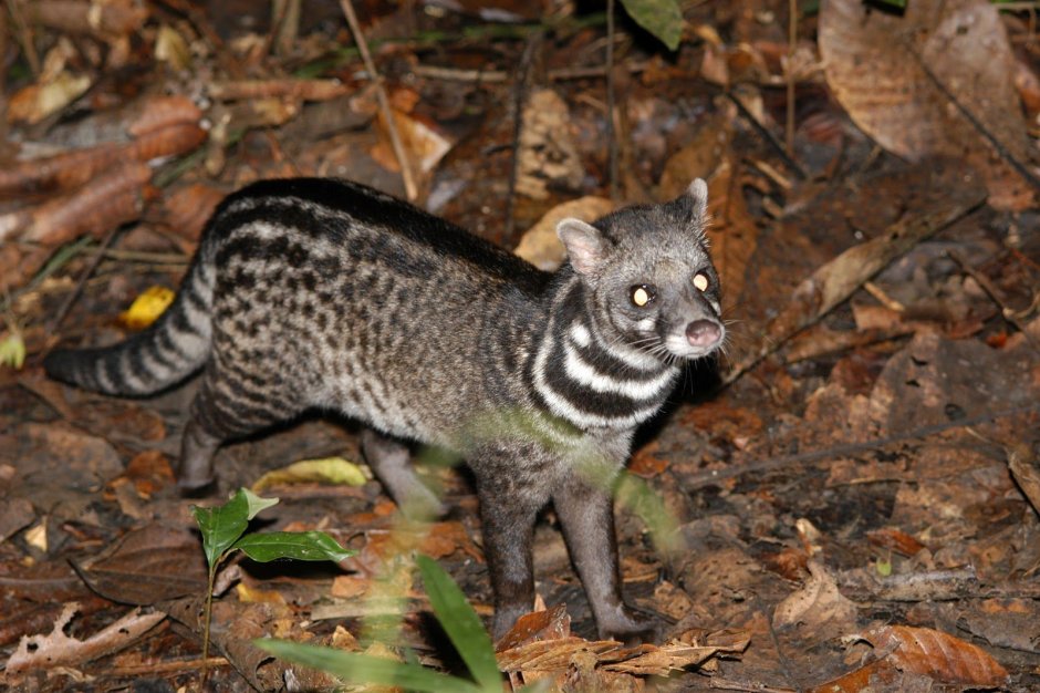 Prionodon pardicolor