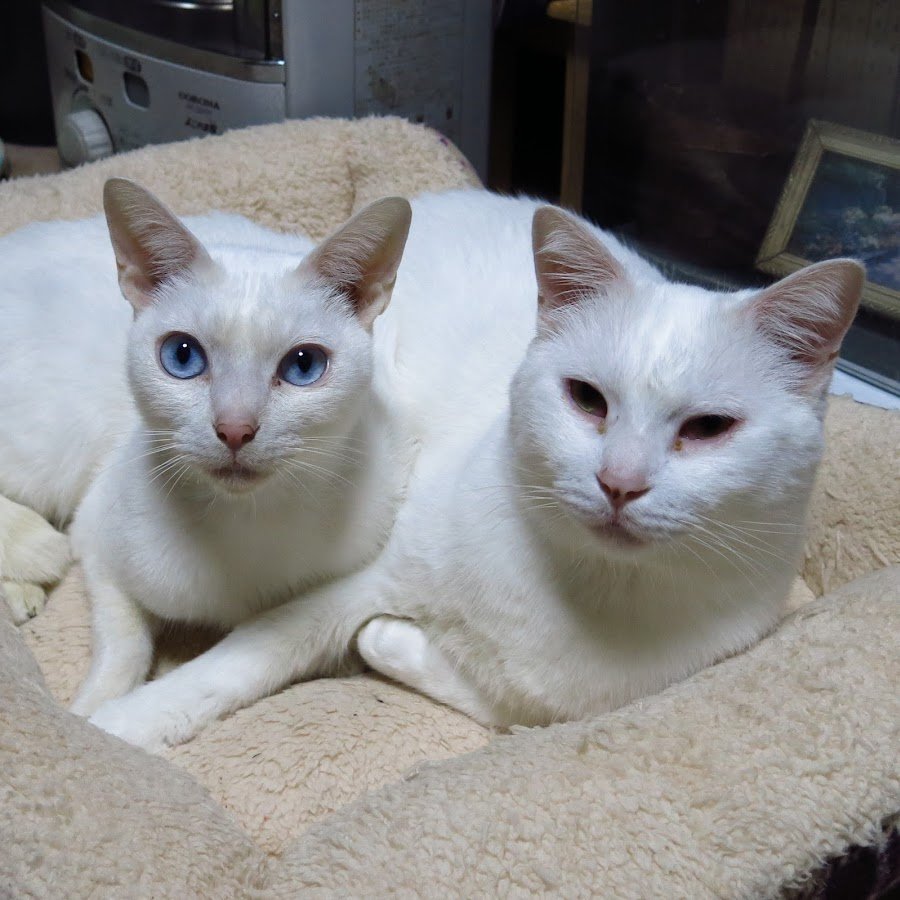 Смешная Панда