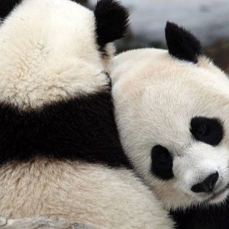 Панды любовь
