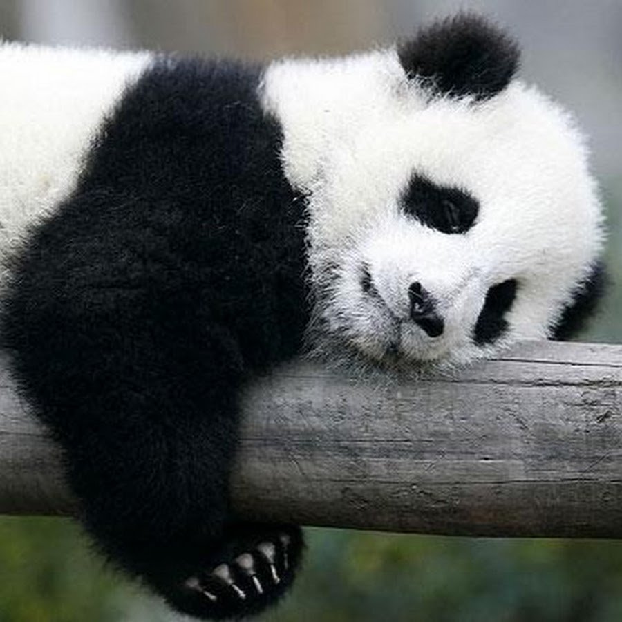 Вредная Панда