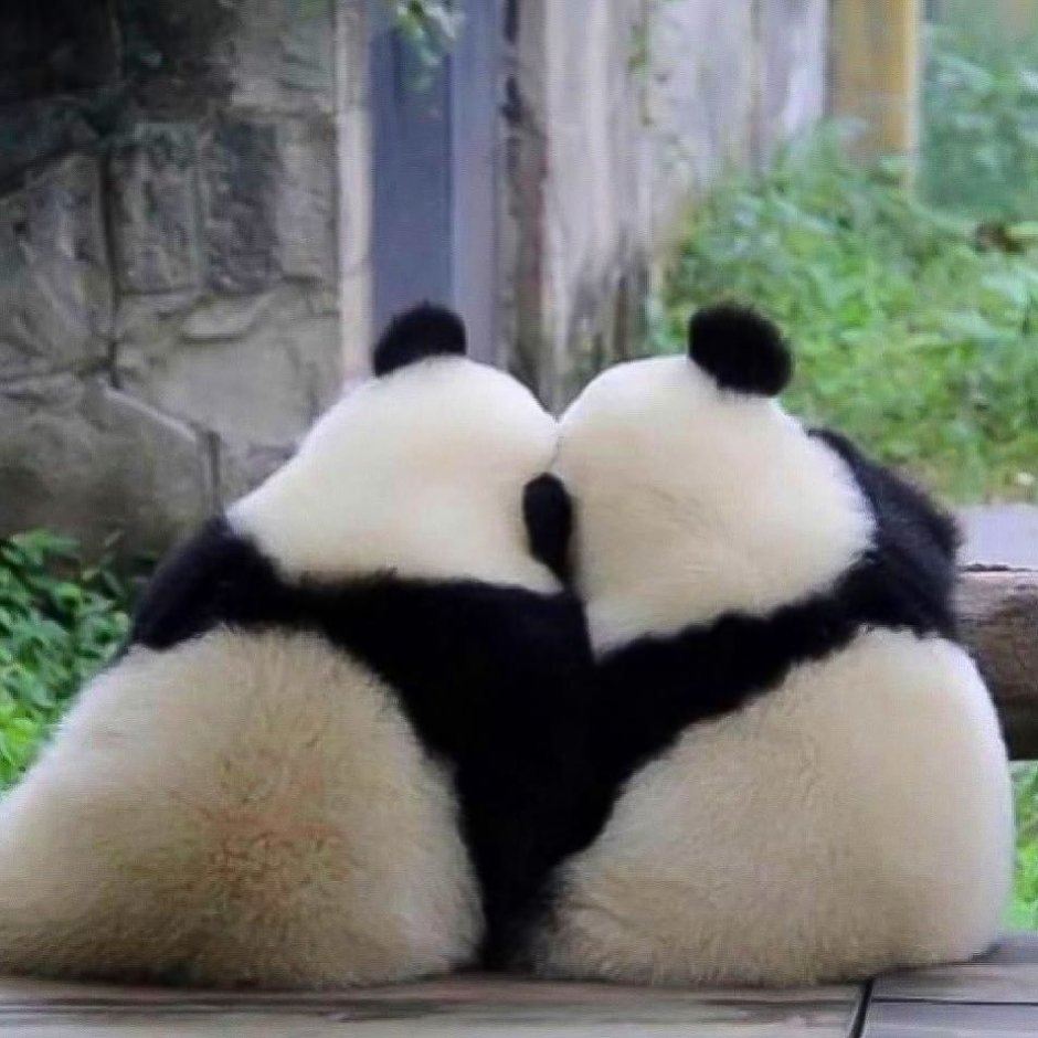 Панда обнимашки