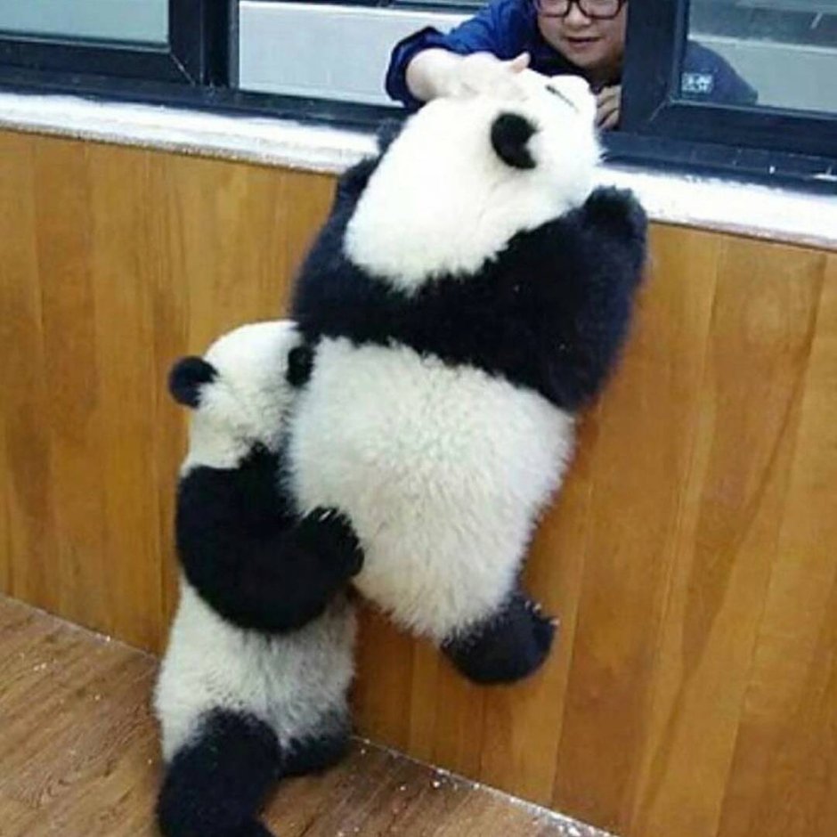 Панда красится смешные картинки