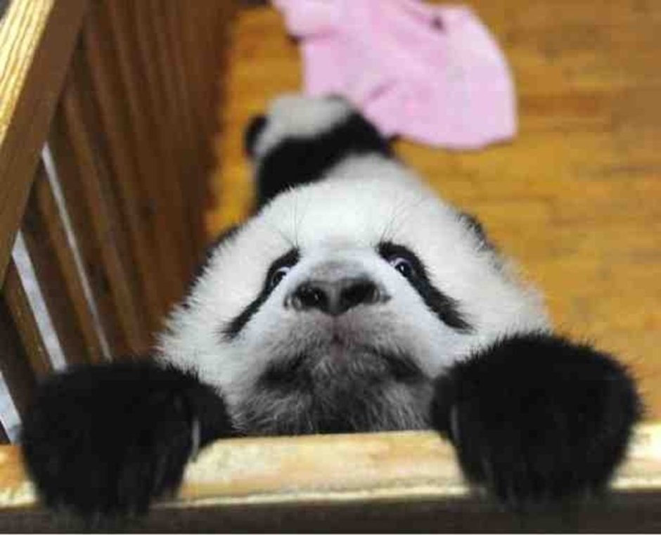Панда прикол