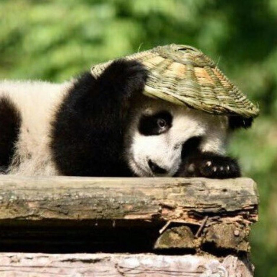 Панда подглядывает