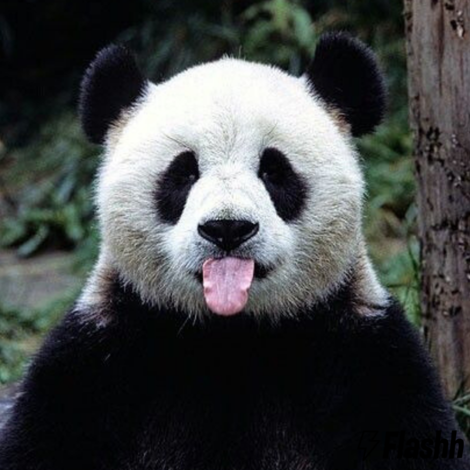 Панда улыбается