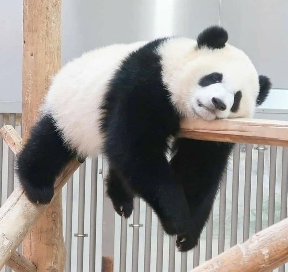 Сон панды