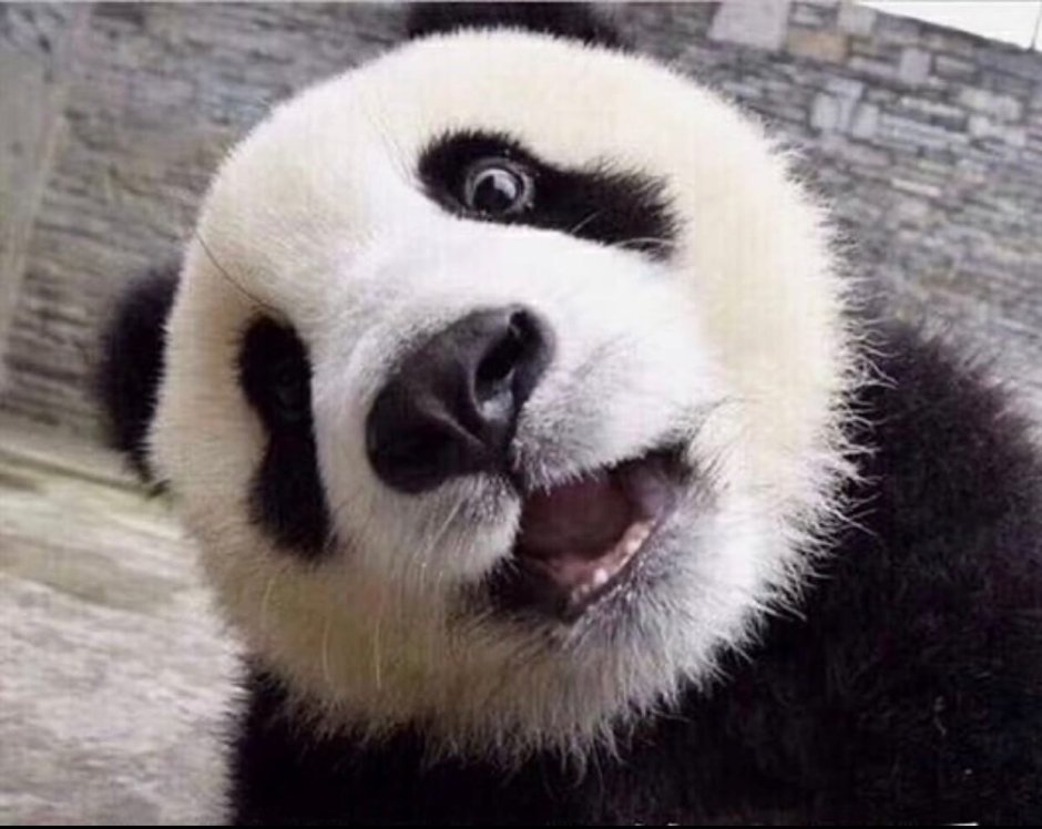 Упоротая Панда