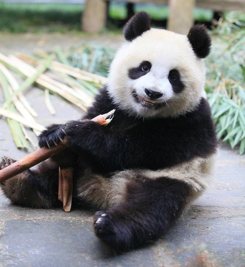 Забавные панды