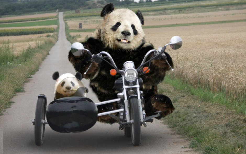Панда на мотоцикле