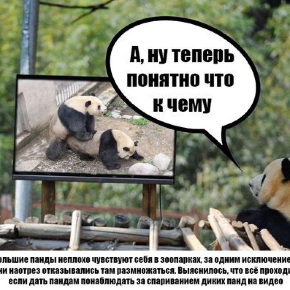 Прикольные надписи про панду