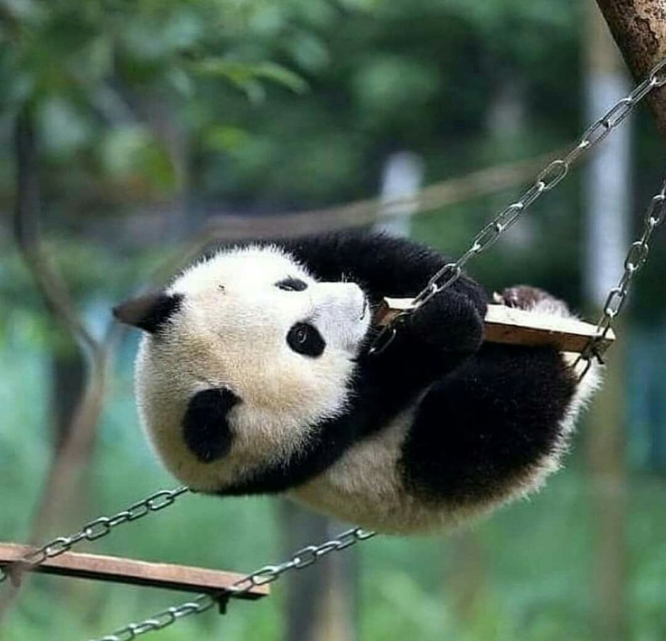 Большая Панда енотовые