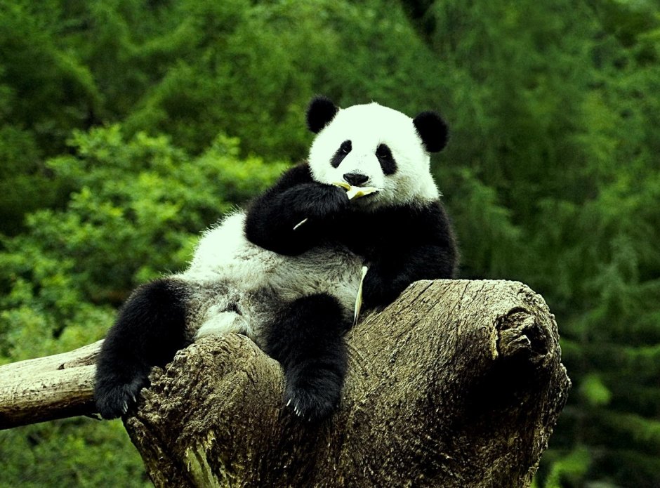 Медведь Панда