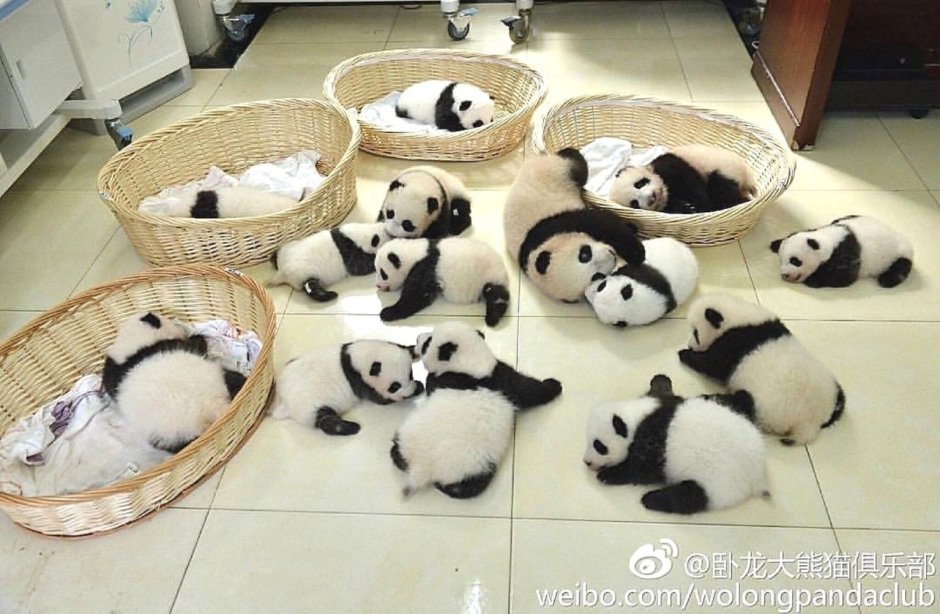 Ясли для панд в Китае