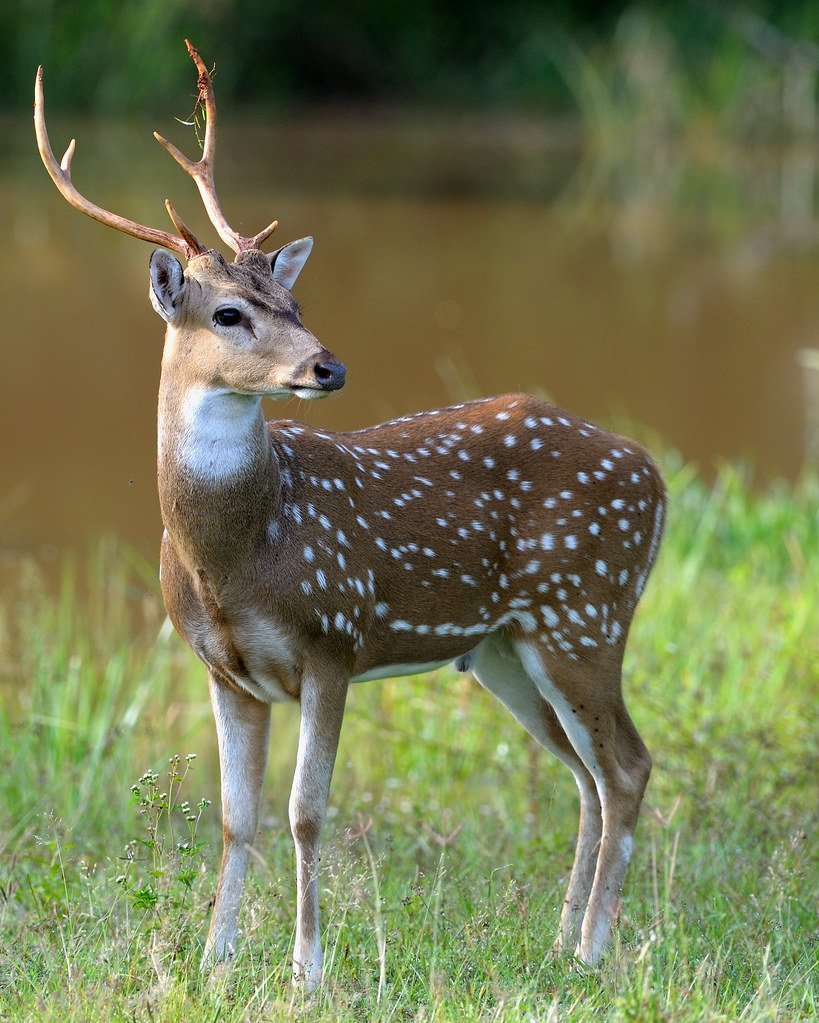 Дальневосточный пятнистый олень
