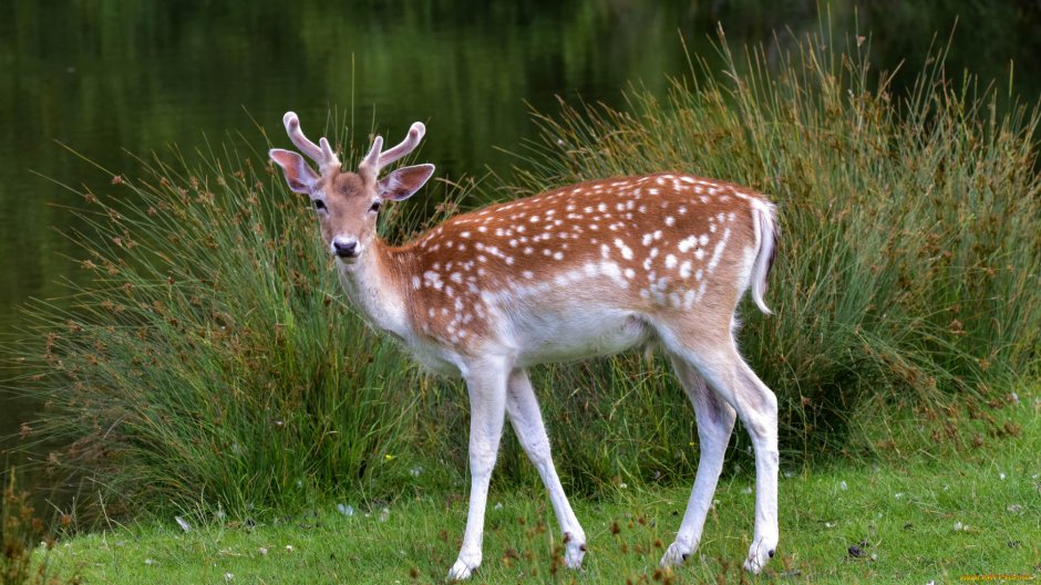 Пятнистый олень Рогач