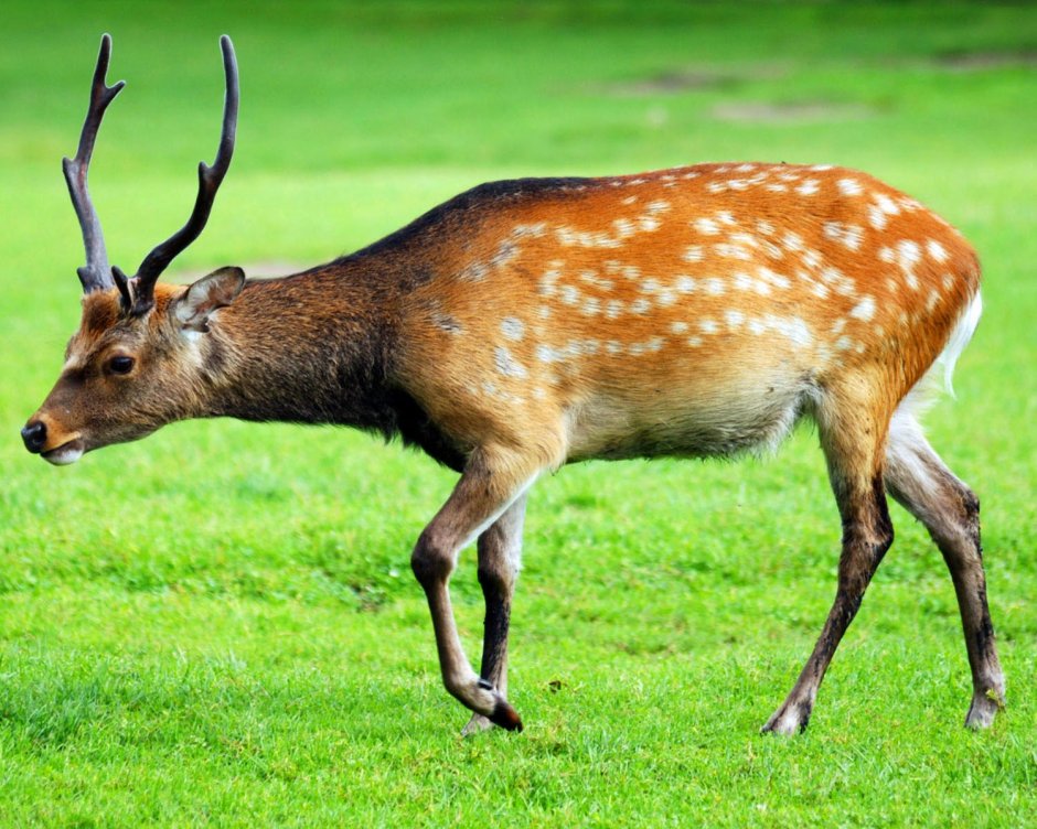Пятнистый олень ,-абориген Южного Приморья