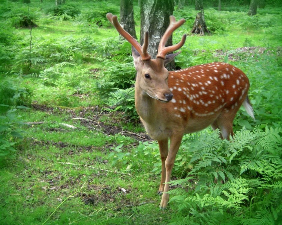 Приокско-Террасный заповедник пятнистый олень
