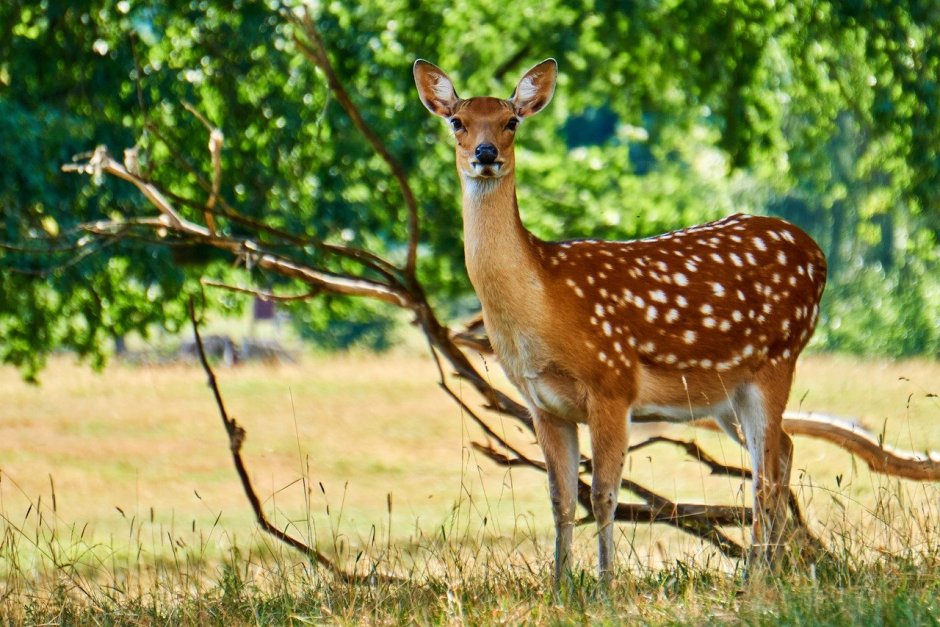 Косуля и олень