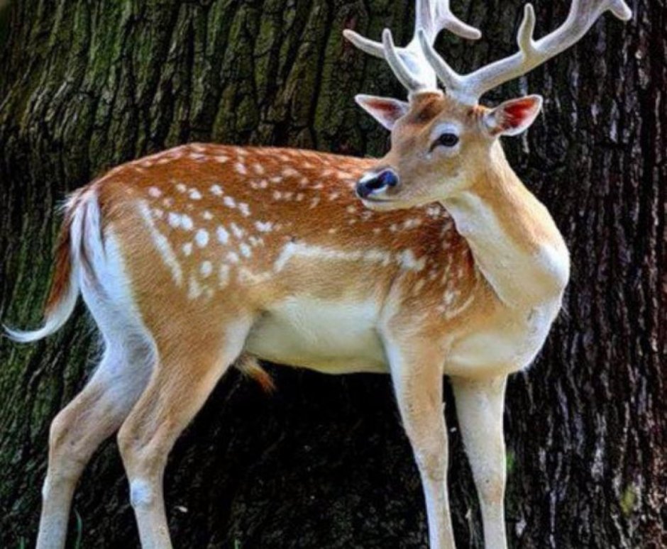 Олененок в траве