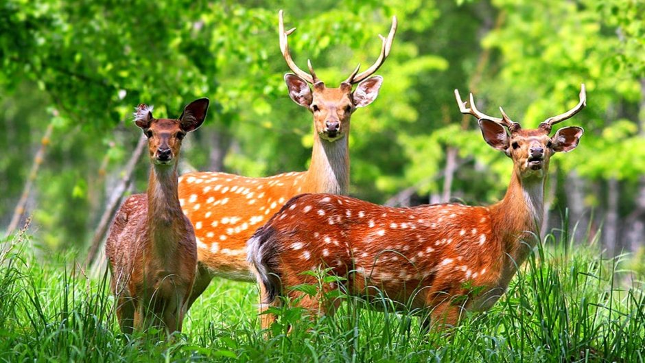 Уссурийский пятнистый олень