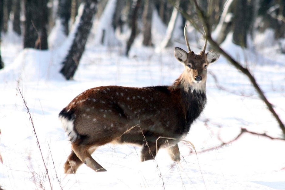 Уссурийский пятнистый олень Ильменский заповедник