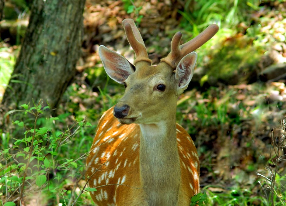 Бухарский пятнистый олень
