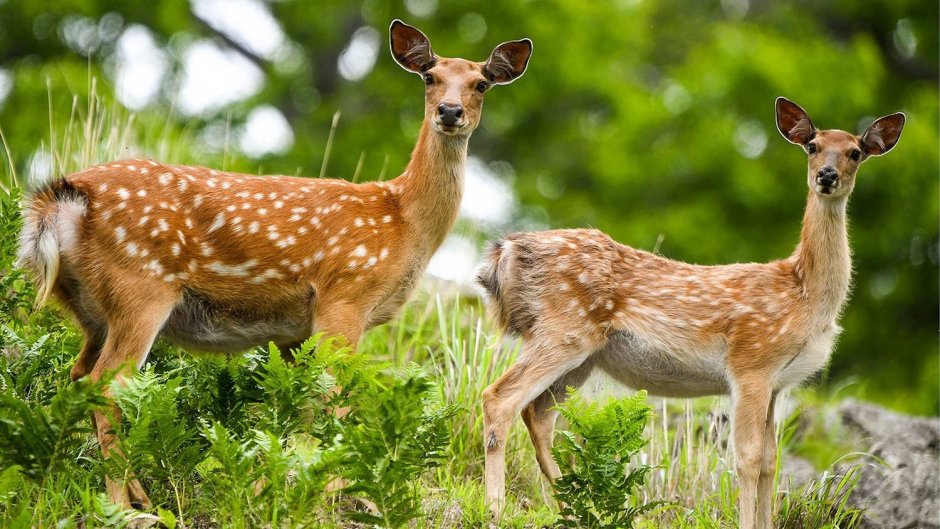 Пятнистый олень Дальний Восток