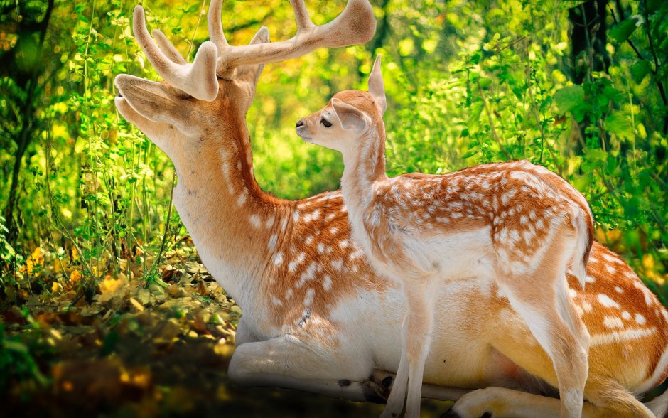 Пятнистый олень субтропиков