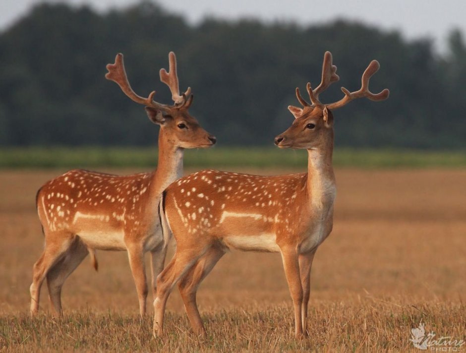 Пятнистый олень без Рогов