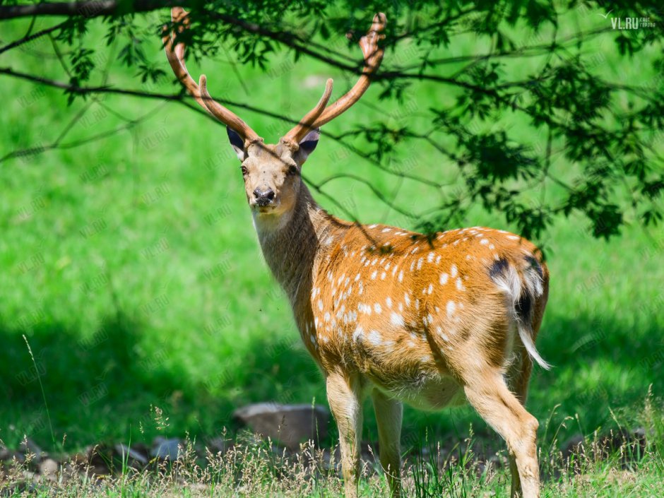 Уссурийский пятнистый олень