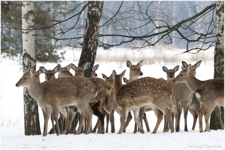 Пятнистый олень Аксис