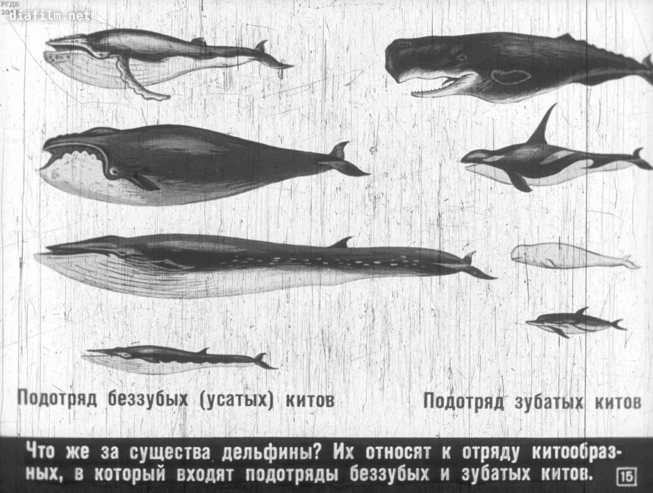 Представители подотряда усатых китов