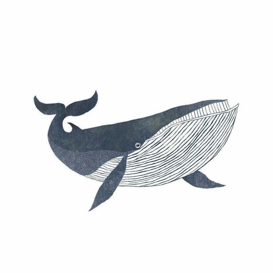 Vector different Types of Sea animals