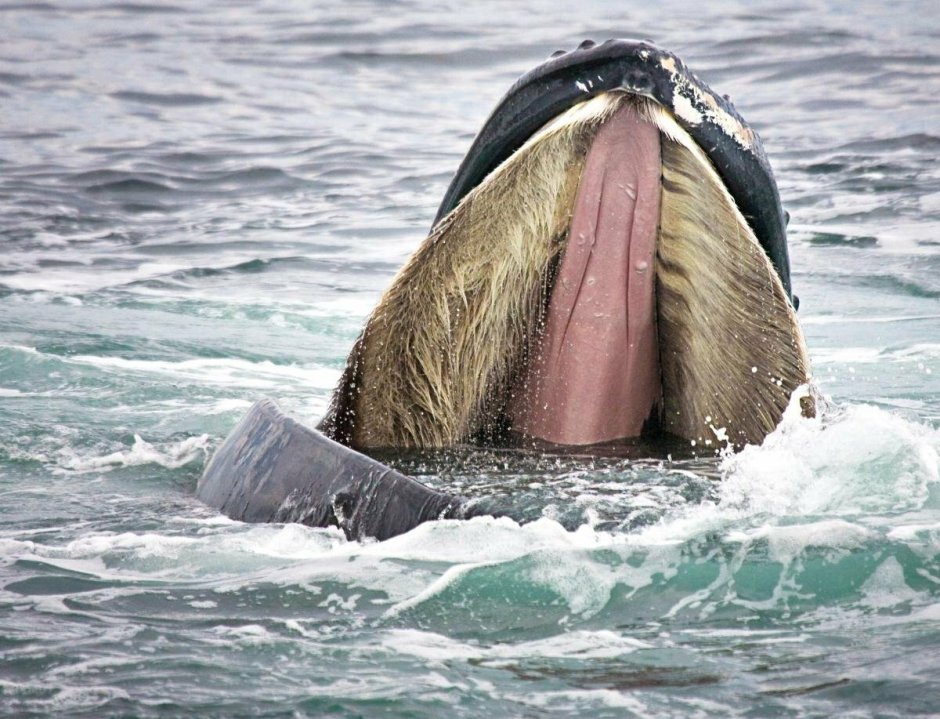 Голубой кит Balaenoptera musculus