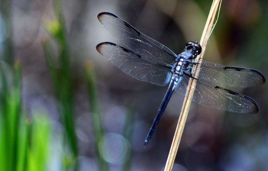 Стрекоза Dragonfly