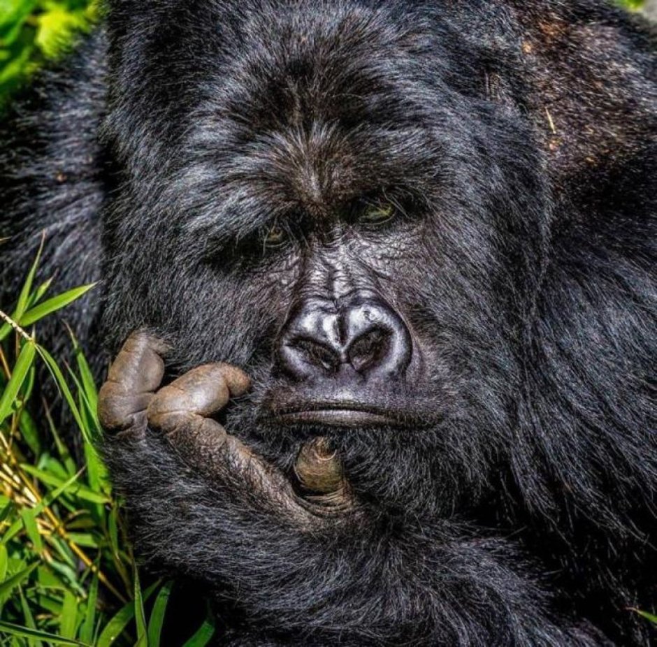 Dawn of the Planet of the Apes Цезарь