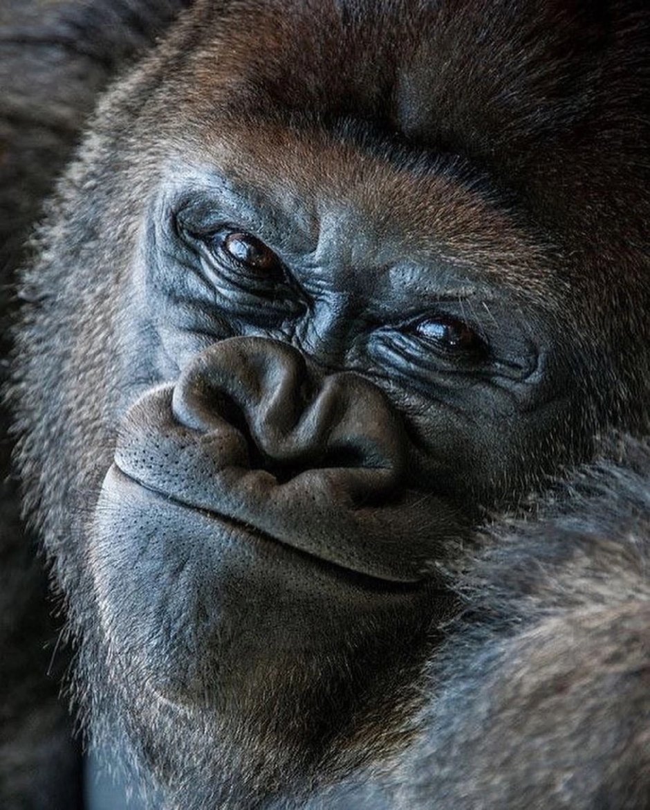 Картина Gangster Monkey