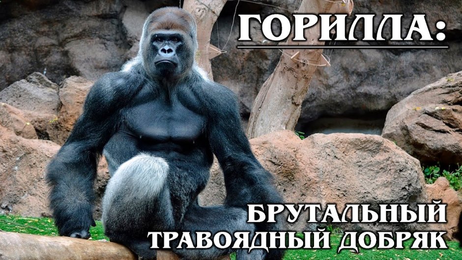 Большие обезьяны