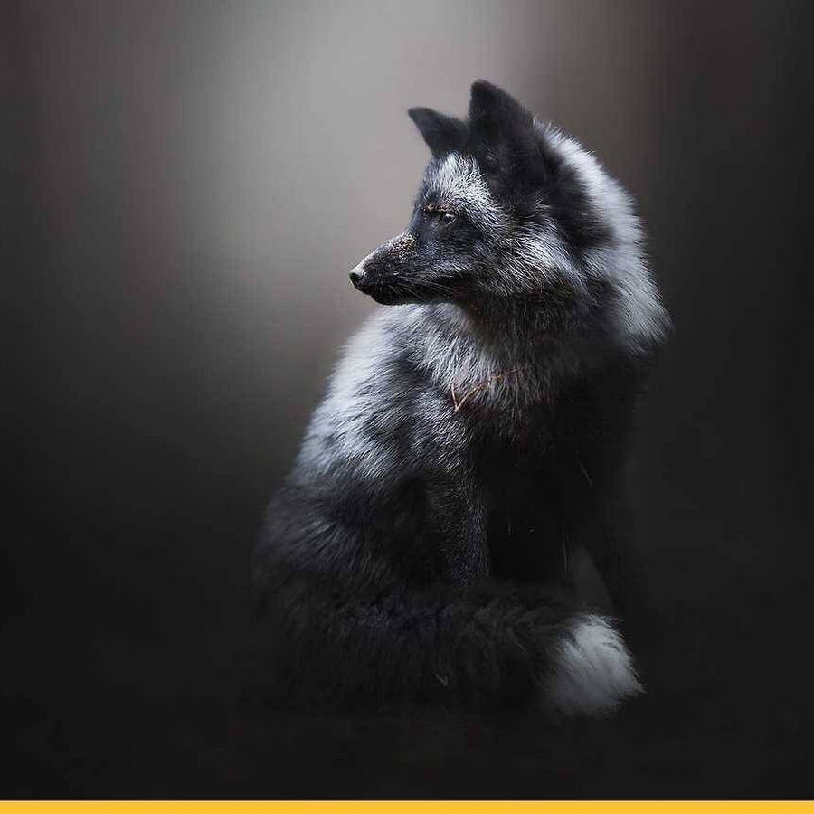 Татуировка Кицунэ