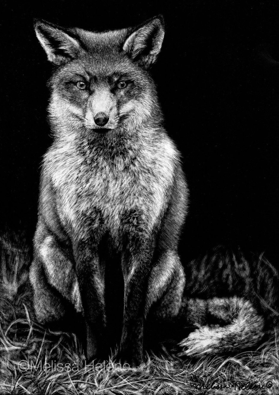 Песец гетерохромия