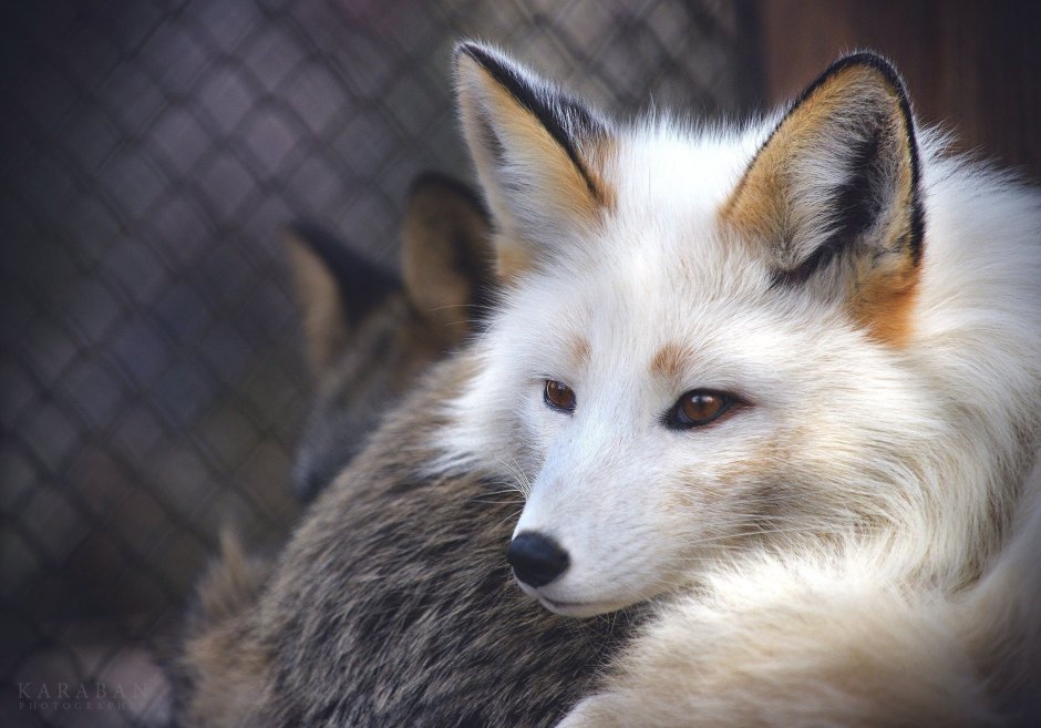 Лиса белая с черным