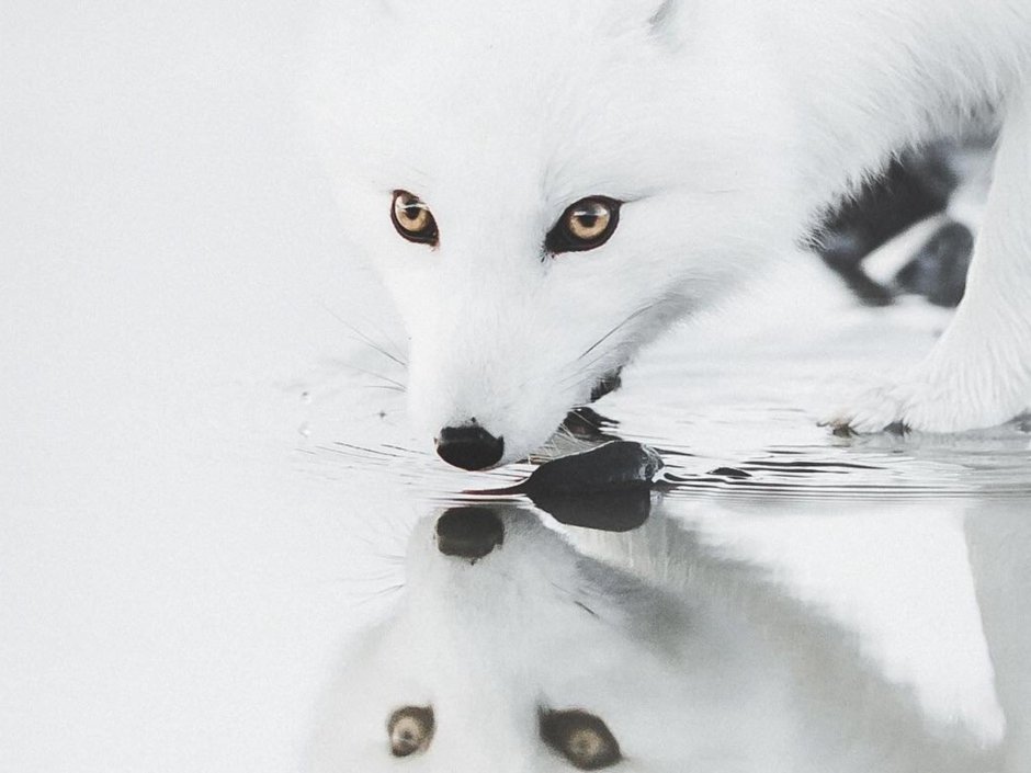 Эскиз лиса черно белая