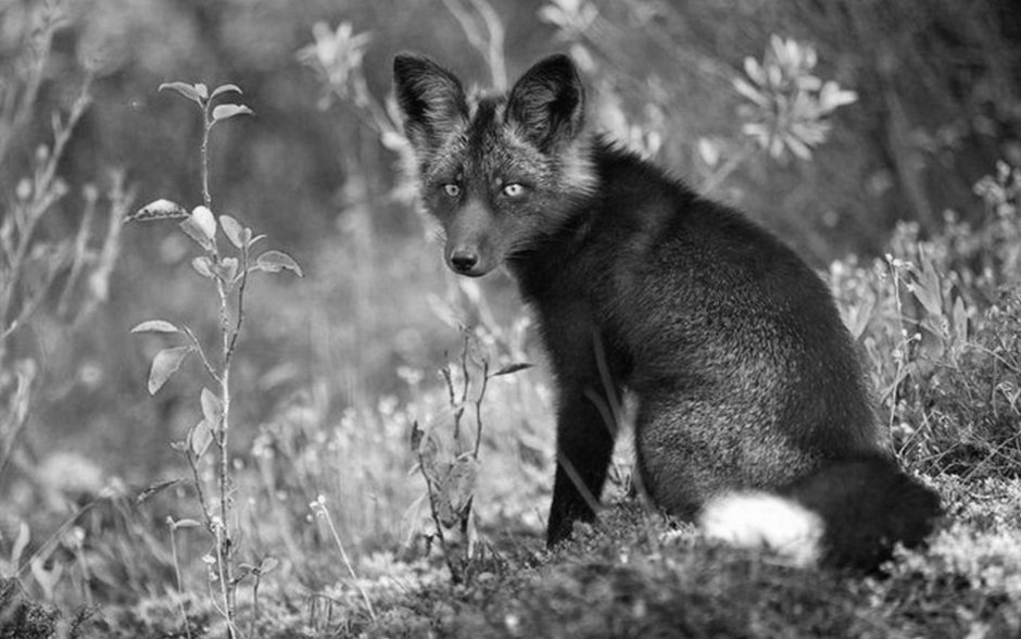 Лиса для выжигания