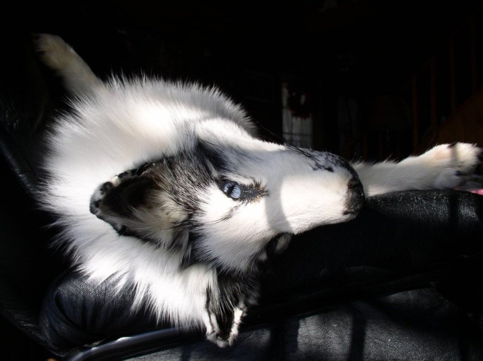 Канадская мраморная лисица